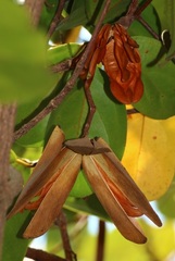Reissantia grahamii