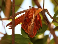 Reissantia grahamii