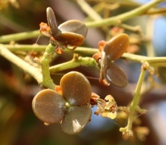 Reissantia grahamii