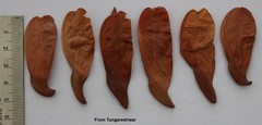 Reissantia grahamii
