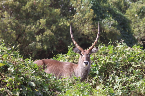Defassa Waterbuck