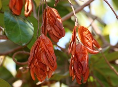 Reissantia grahamii