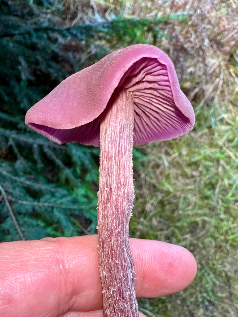 Laccaria amethysteo-occidentalis · November 2025 · photo: © srullman (iNaturalist, cc-by)