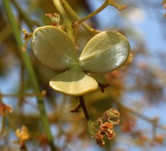 Reissantia grahamii