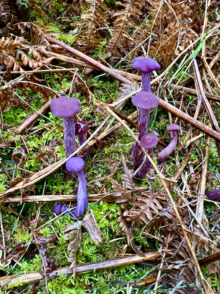 Laccaria amethysteo-occidentalis · November 2025 · photo: © srullman (iNaturalist, cc-by)