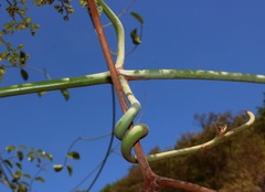 Reissantia grahamii