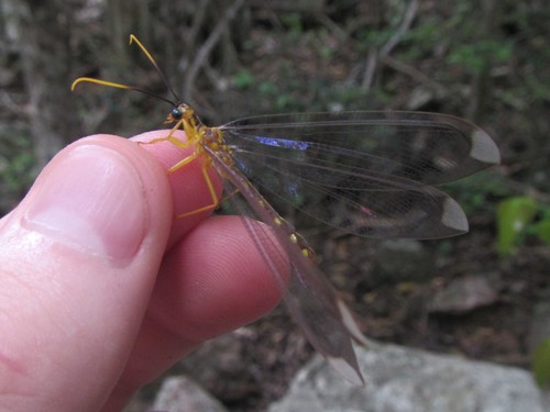 Nymphes paramyrmeleonides