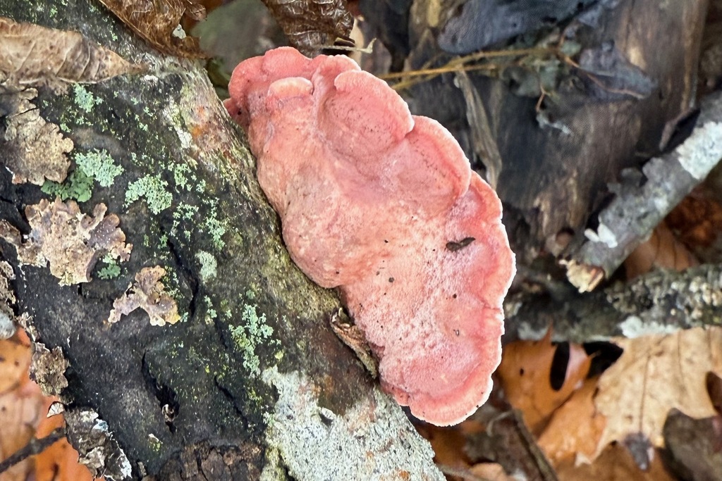 Phlebia incarnata · November 2025 · photo: © colejwolf (iNaturalist, cc-by)