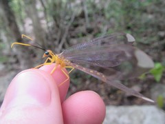 Nymphes paramyrmeleonides