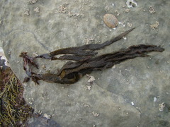 Dictyota kunthii