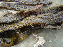 Dictyota kunthii