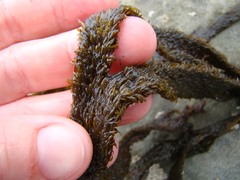 Dictyota kunthii