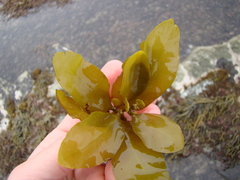 Carpophyllum flexuosum