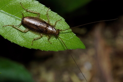 Parellipsidion latipenne