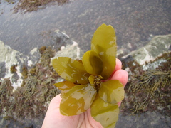 Carpophyllum flexuosum