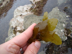 Carpophyllum flexuosum