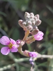 Cakile arabica