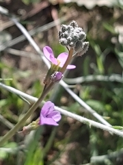 Cakile arabica