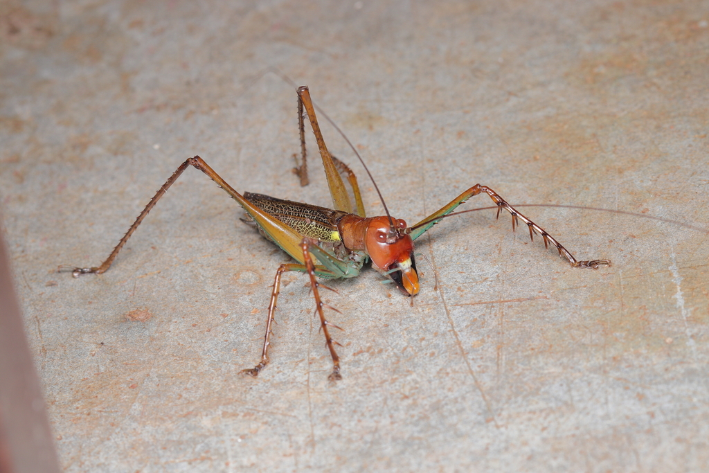 Listroscelis itatiaia