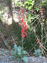 Penstemon alamosensis