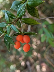 Alyxia oblongata