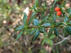 Alyxia oblongata