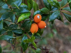 Alyxia oblongata