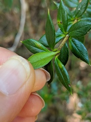 Alyxia oblongata