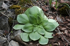 Rosularia glabra