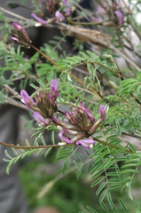 Astragalus fedtschenkoanus