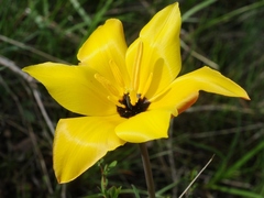 Tulipa zenaidae