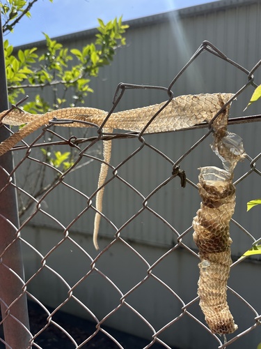 Common Tree Snake sighting