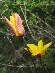Tulipa zenaidae
