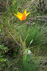 Tulipa zenaidae