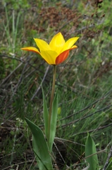 Tulipa zenaidae