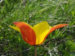 Tulipa zenaidae