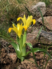 Iris orchioides