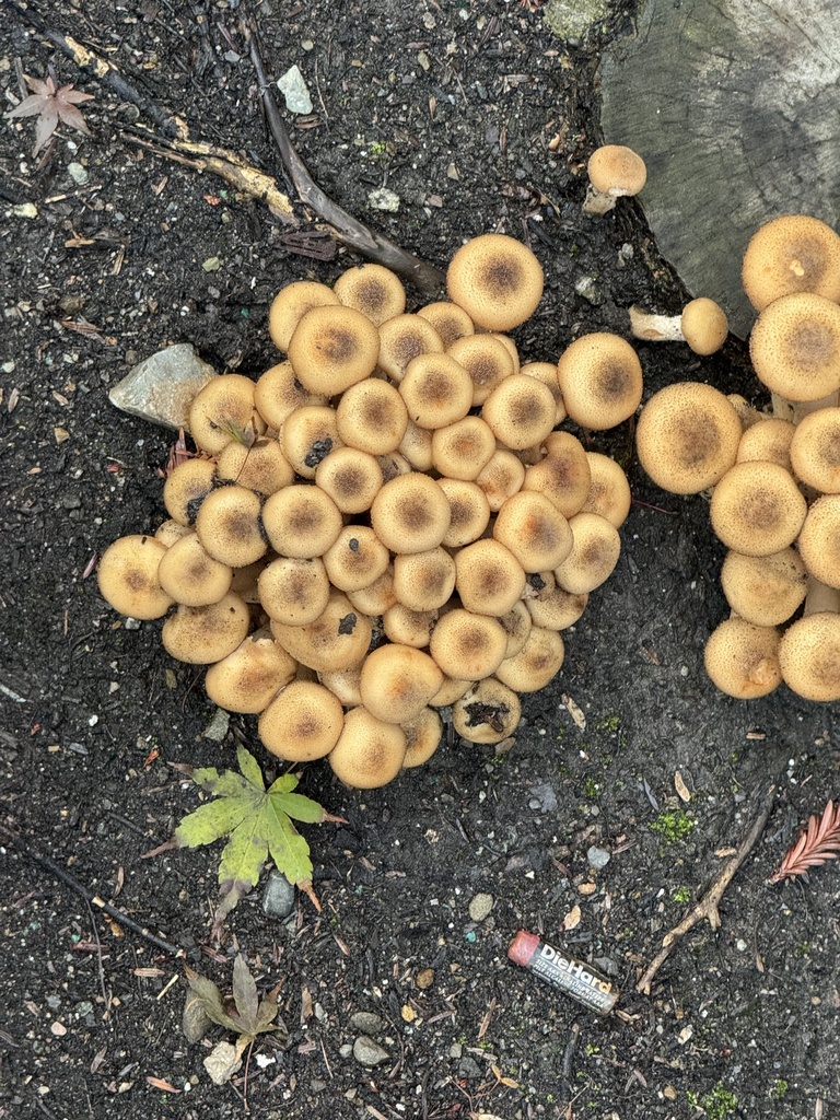 Armillaria mellea · November 2025 · photo: © kk6zly (iNaturalist, cc-by-nc)