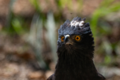 Black Hawk-Eagle photo 1