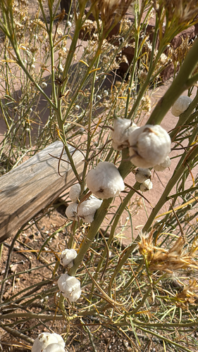 Unknown species found near Pa'rus Trail, Springdale, UT, US