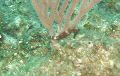 Hippocampus reidi