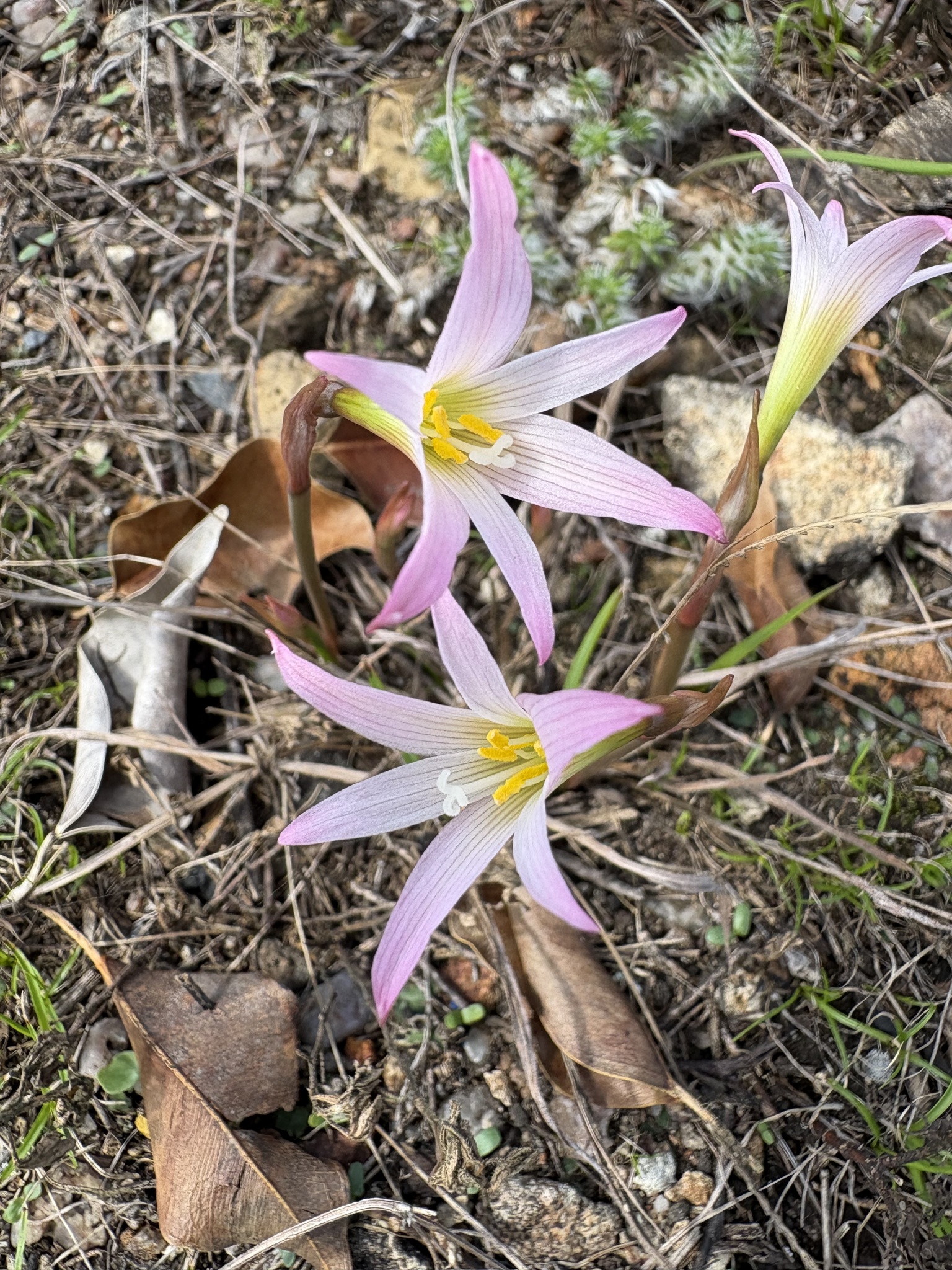 Zephyranthes cearensis