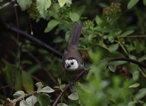 White-headed Brushfinch (Atlapetes albiceps), photo 2