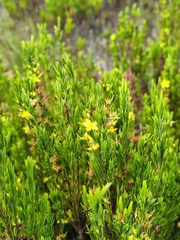 author not stated, no rights reserved Hypericum juniperinum, photograph author not stated, no rights reserved