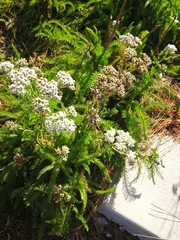 Achillea millefolium
