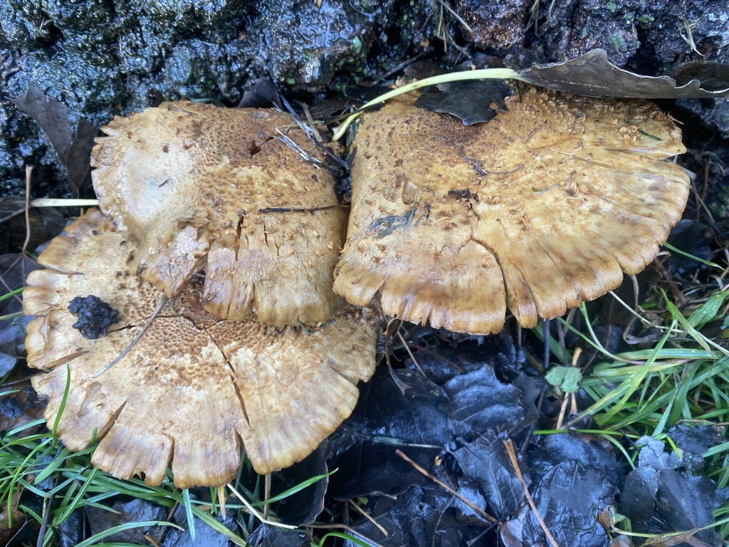 Pholiota squarrosa · November 2025 · photo: © katharinegk (iNaturalist, cc-by)