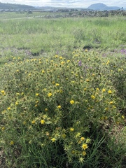 Berkheya pinnatifida stobaeoides