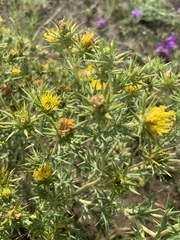 Berkheya pinnatifida stobaeoides