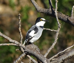Lanioturdus torquatus