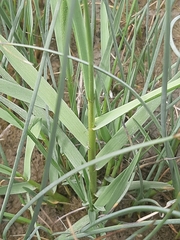 Sporobolus anglicus
